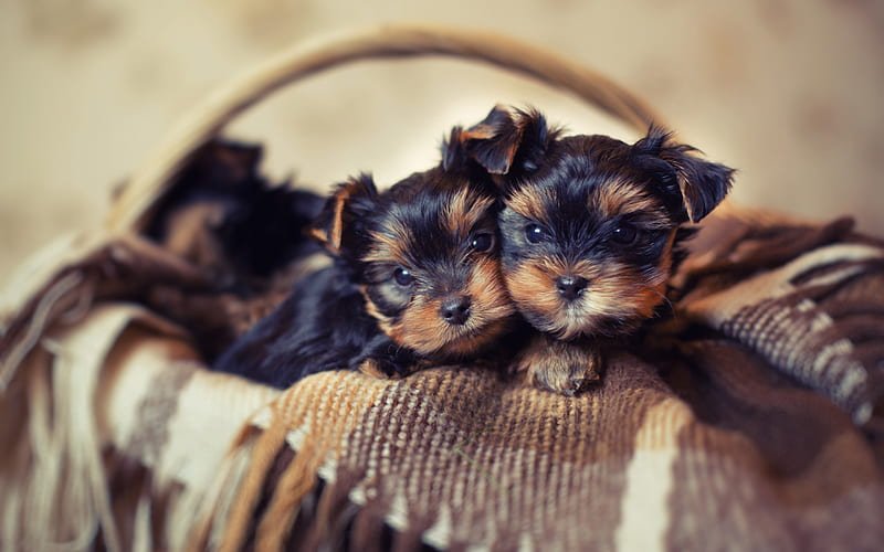 HD-wallpaper-yorkshire-terriers-little-cute-puppies-basket-pets-dogs-puppies-in-the-basket