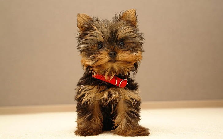 dogs-puppies-yorkshire-terrier-1920x1200-animals-dogs-hd-art-wallpaper-preview