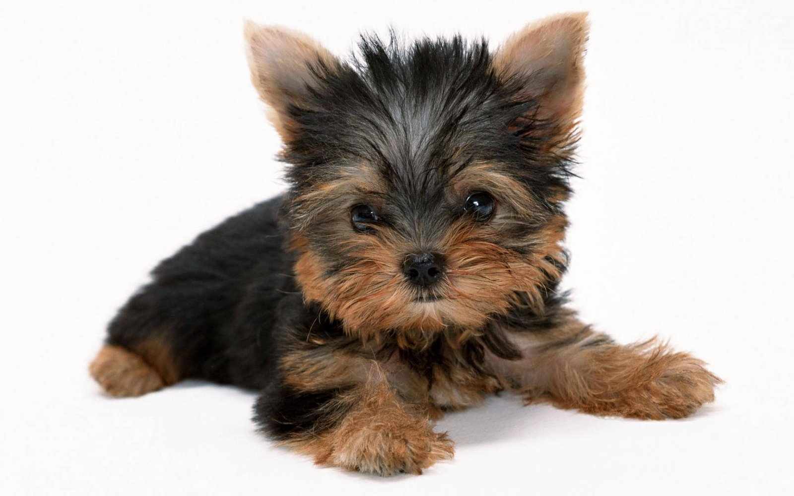 innocent-yorkshire-terrier-puppy-photography-x5fzpxmndv4wvu4u