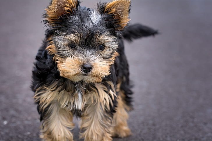 yorkshire-terrier-dog-puppy-wallpaper-preview