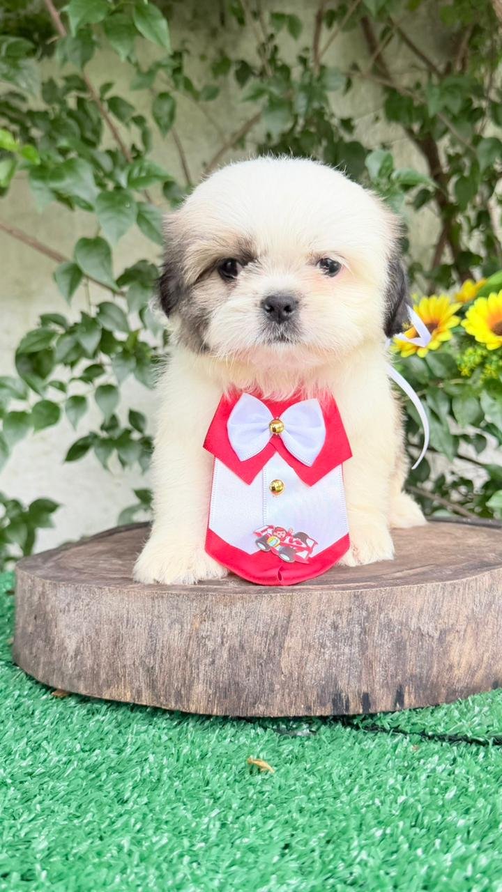 Filhote Shih Tzu