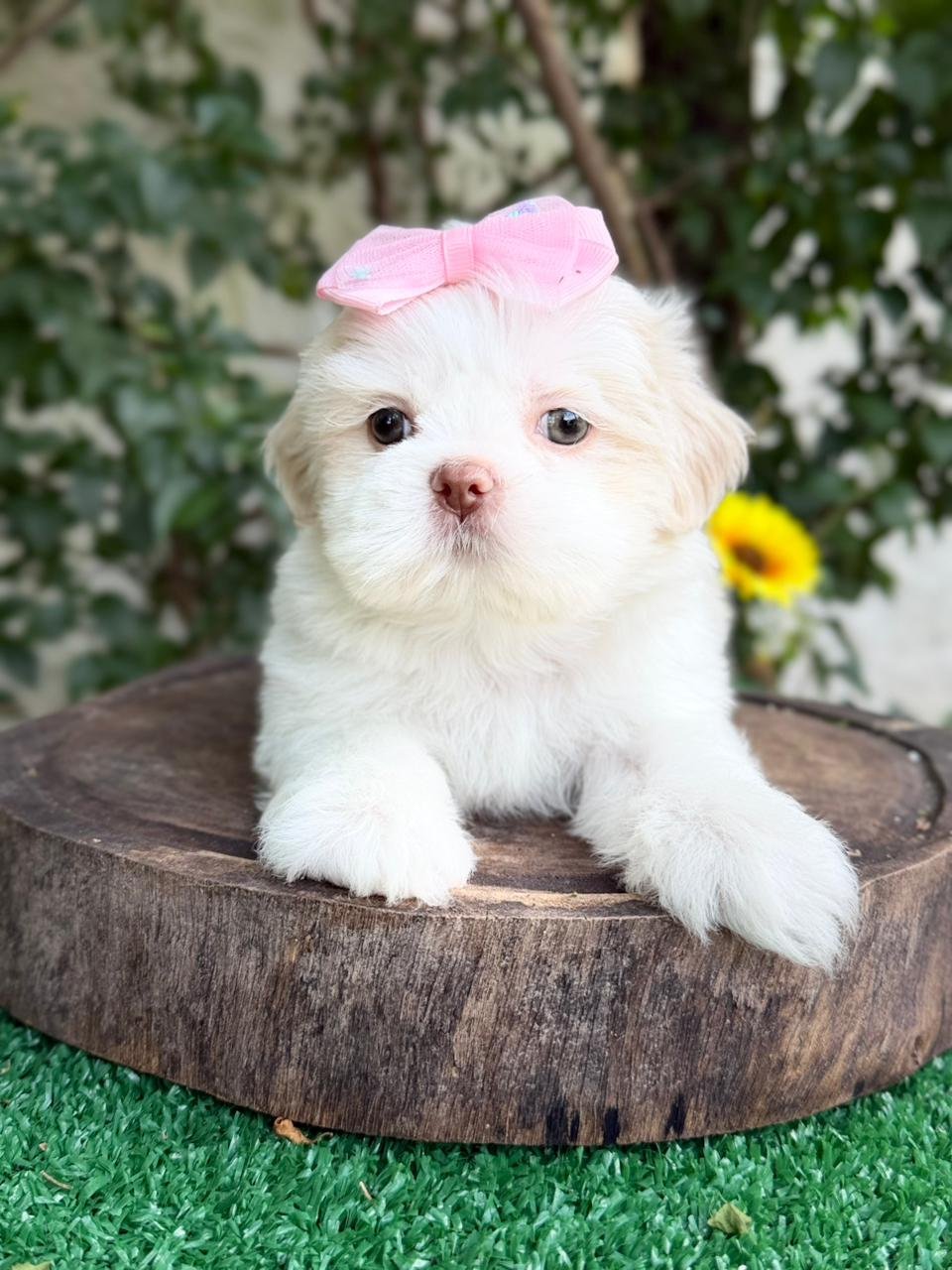 Filhote Shih Tzu