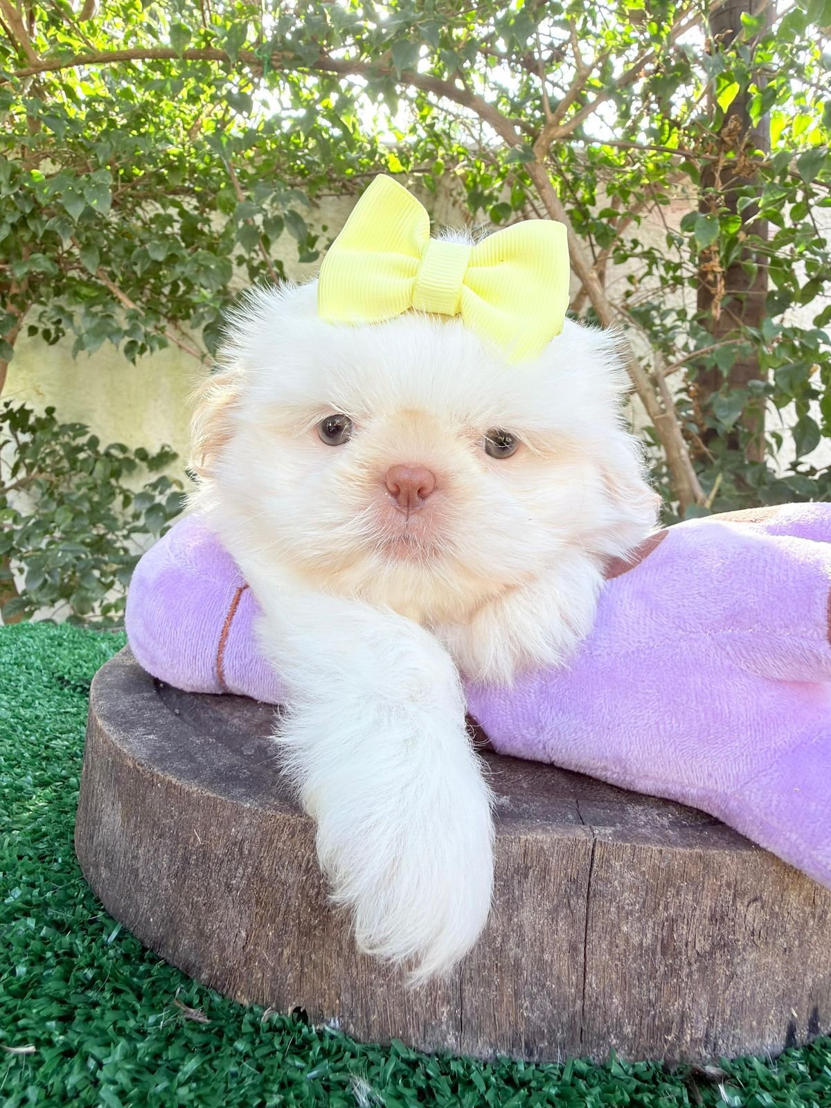 Filhote Shih Tzu